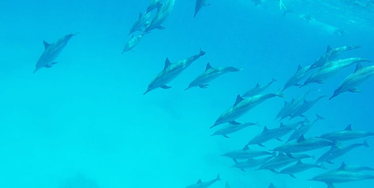 Delfiner i Röda havet, Top Luxury Escapes, Fotograf Ingela Vågsund, Stenungsund