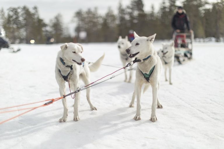 Branäs, fjällen, hundar, hundspann, Fotograf Ingela Vågsund från Stenungsund, Tjörn, Kungälv, Göteborg, Barn, Barnfotografering, Företagsfotografering, event