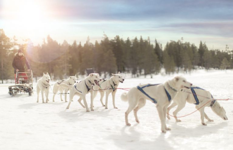 Branäs, fjällen, hundar, hundspann, Fotograf Ingela Vågsund från Stenungsund, Tjörn, Kungälv, Göteborg, Barn, Barnfotografering, Företagsfotografering, event